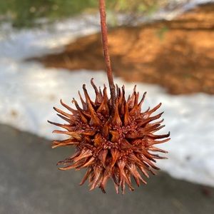 Meet your Posher, Paul